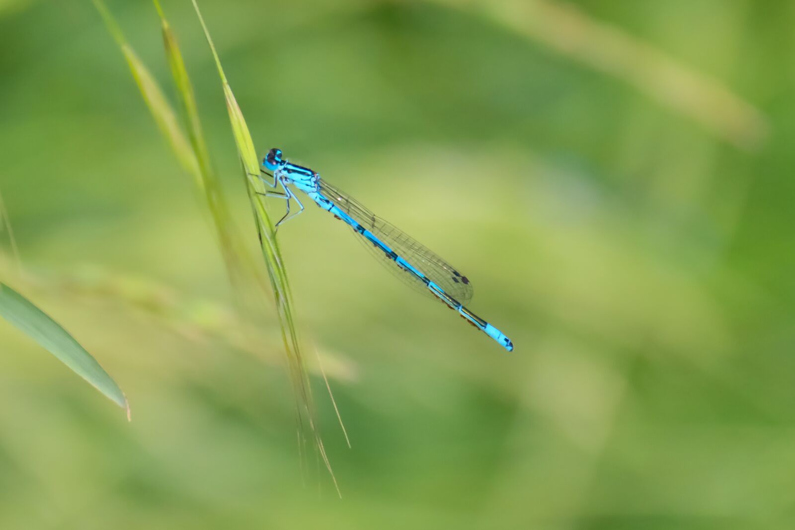 Canon EOS 70D sample photo. Dragonfly, insect, herbs photography