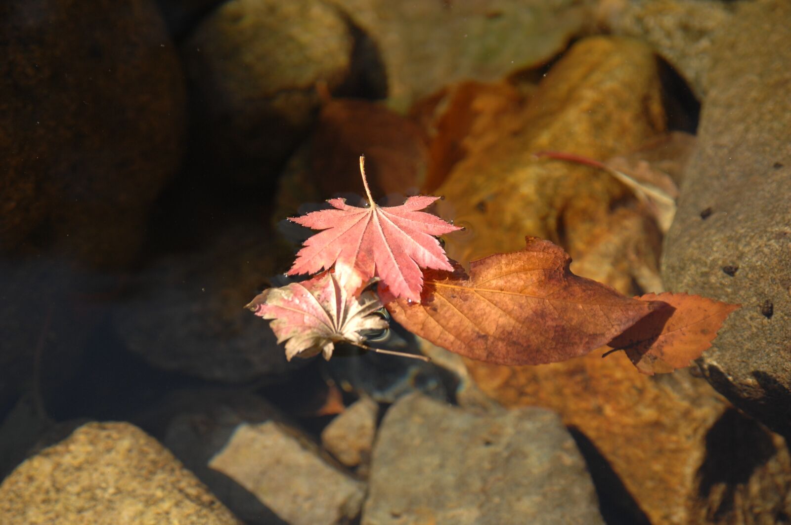 Nikon D2Xs sample photo. Autumn leaves, clear water photography
