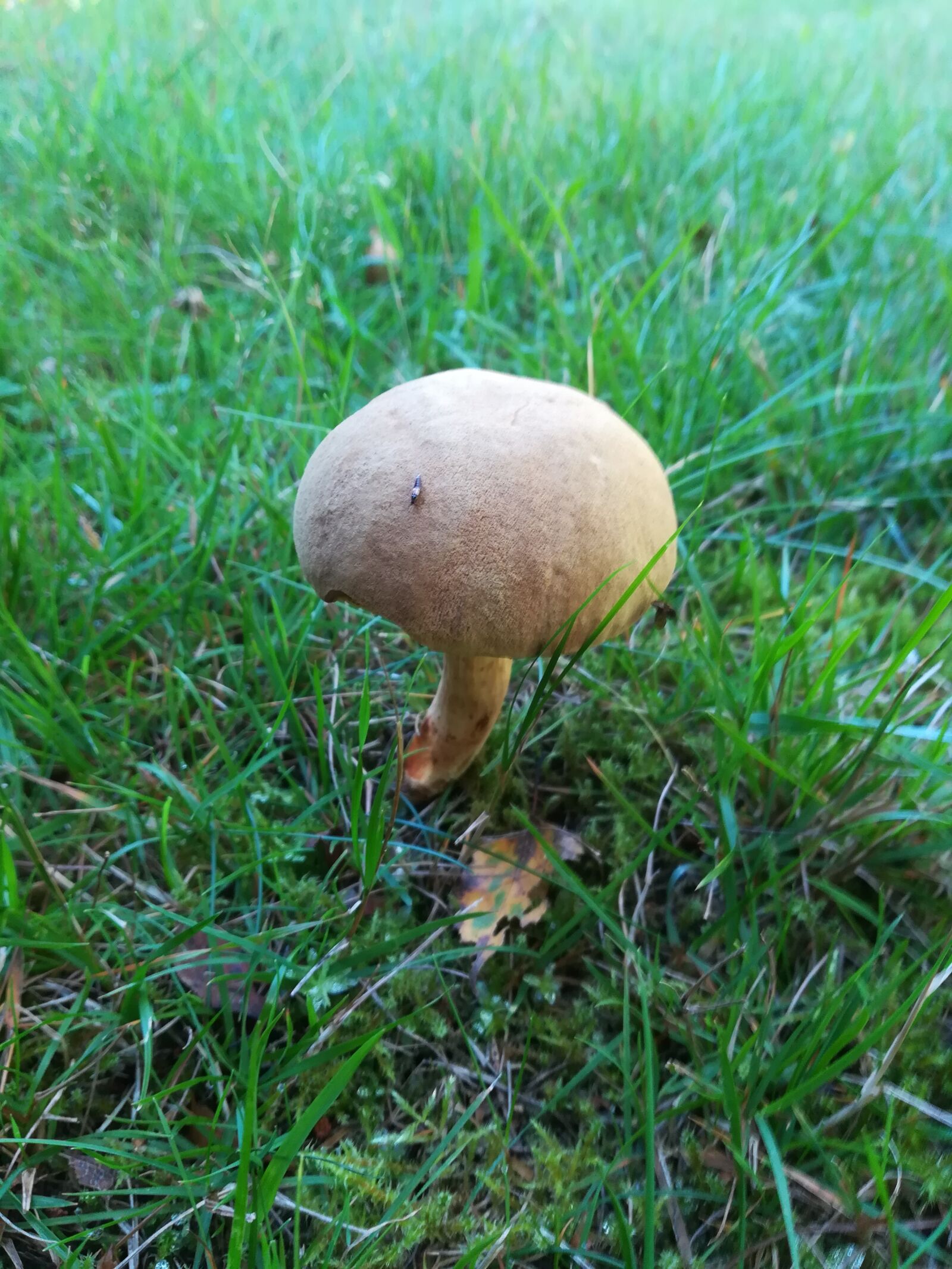 HUAWEI PRA-LX1 sample photo. Mushroom, meadow, nature photography