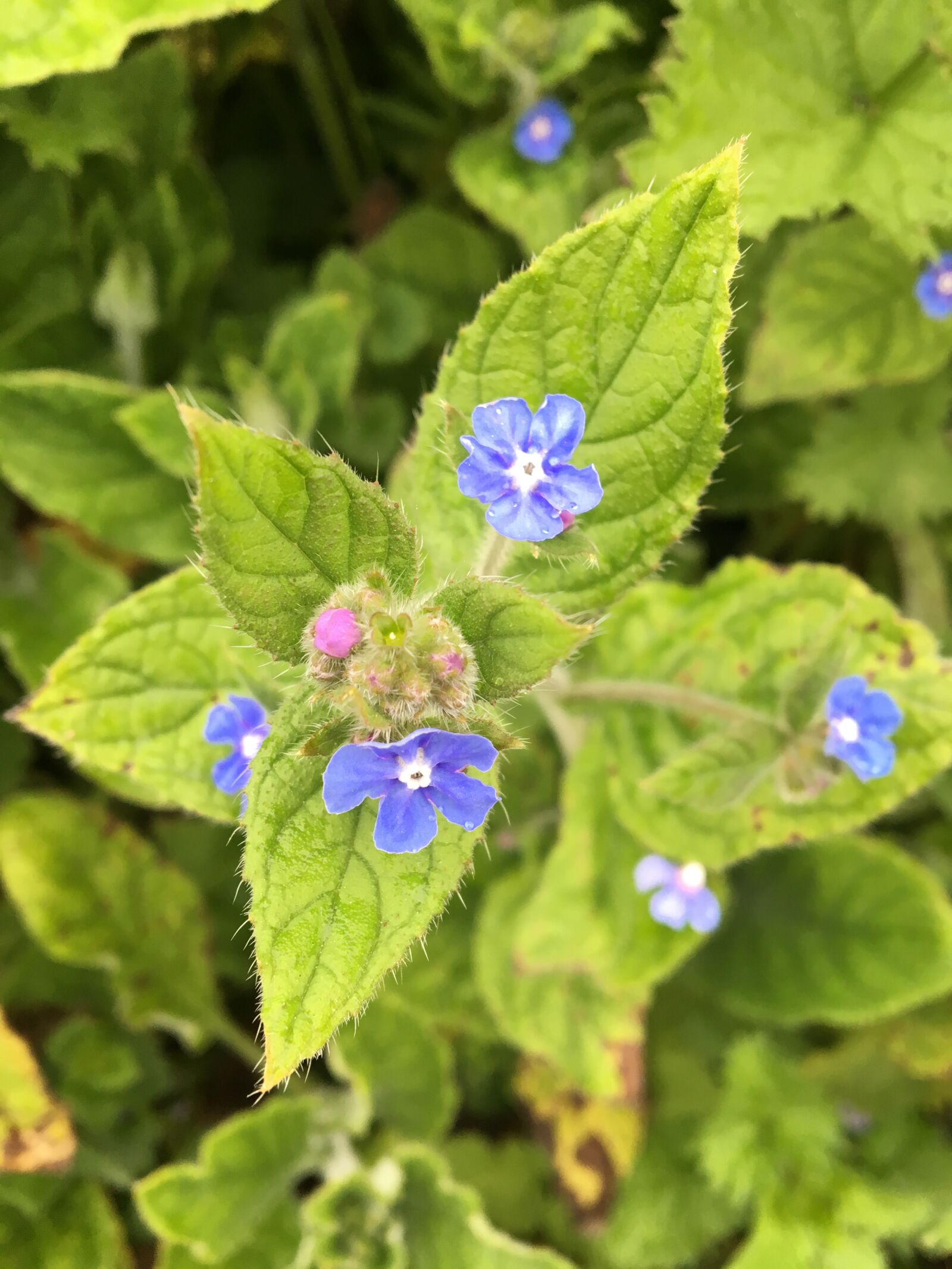 Apple iPhone 6s sample photo. Nature, leaf, flora photography