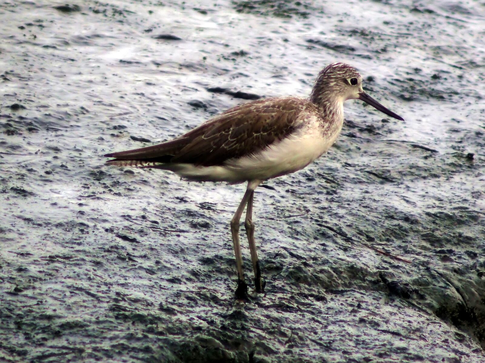 Olympus OM-D E-M1 sample photo. Migratory, bird, mash photography