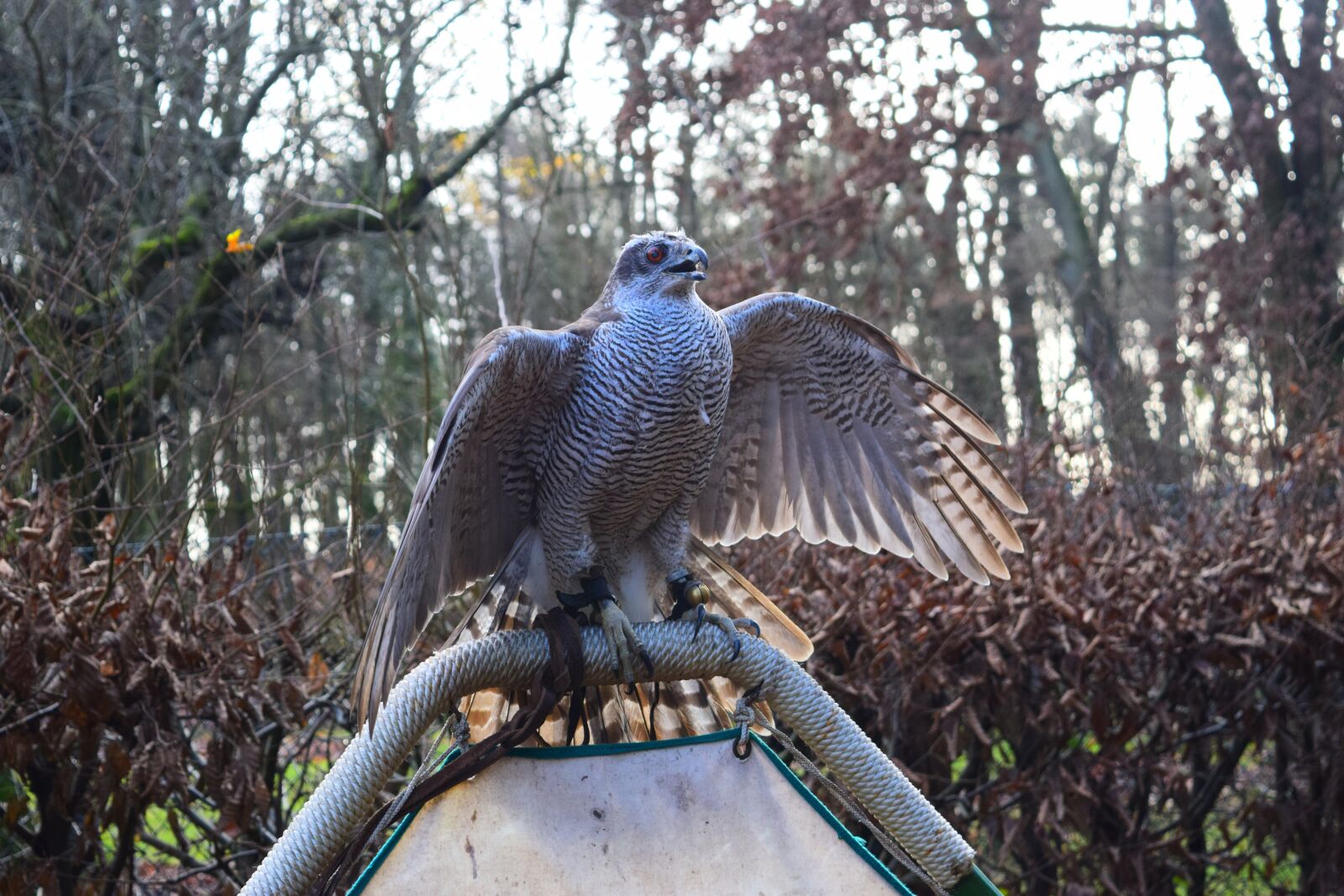 Nikon D3300 sample photo. Hawk, forest, raptor photography