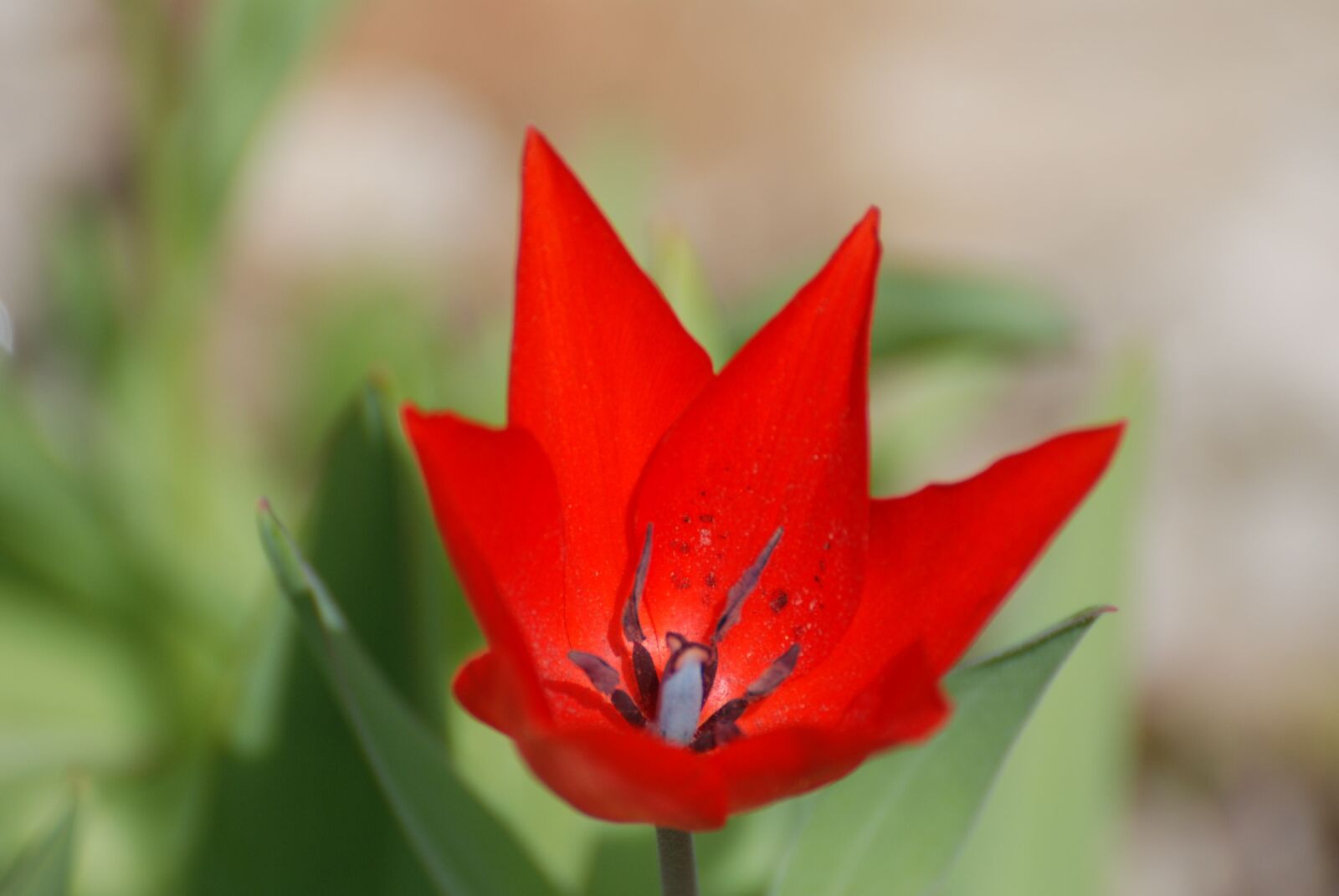 Nikon D80 sample photo. Tulip, red, spring photography