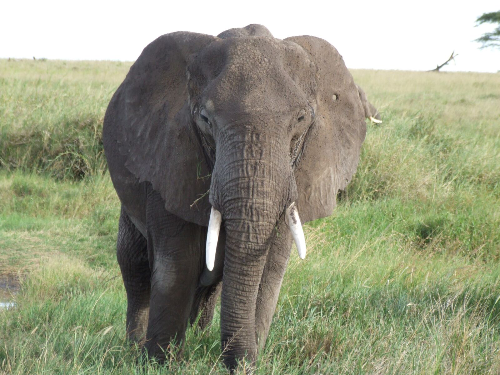 Fujifilm FinePix S9500 sample photo. Tanzania, elephant, africa photography