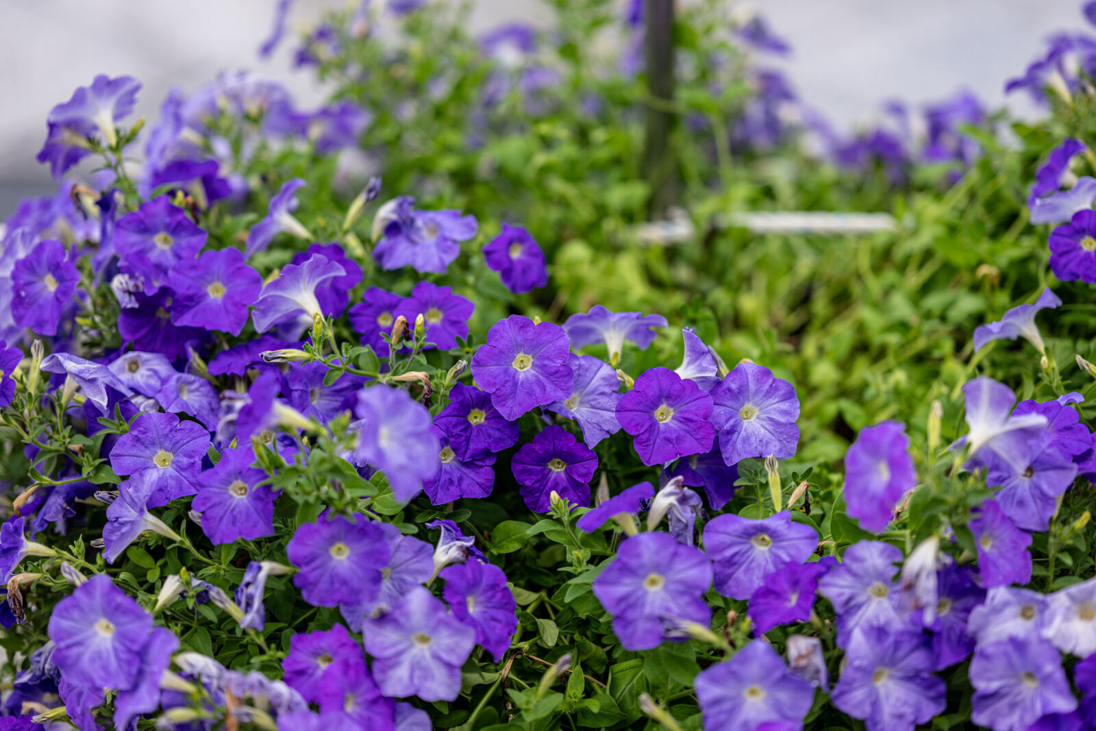 Nikon Z8 sample photo