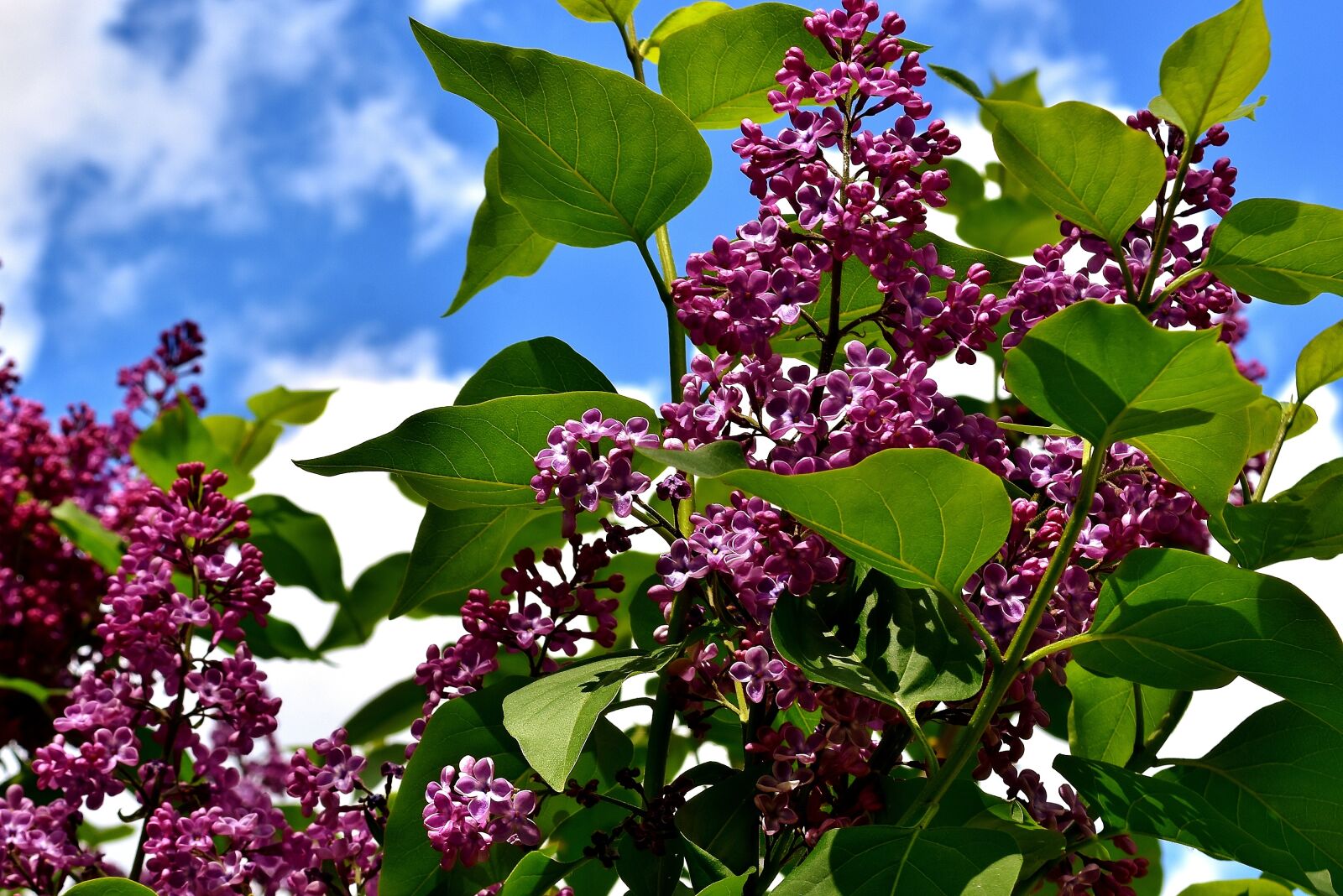 Nikon D7200 sample photo. Lilac, bush, bloom photography