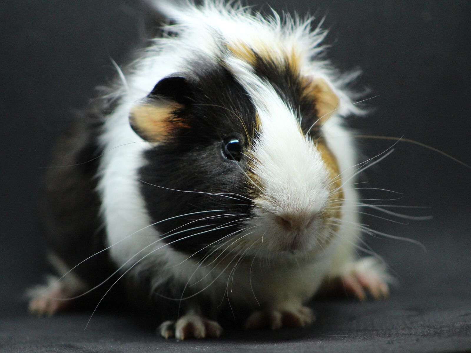 Canon EOS 700D (EOS Rebel T5i / EOS Kiss X7i) sample photo. Sea pig fur, animal photography