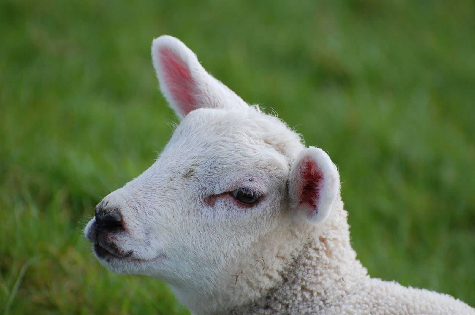 Nikon D40 sample photo. Lamb, passover, schäfchen photography