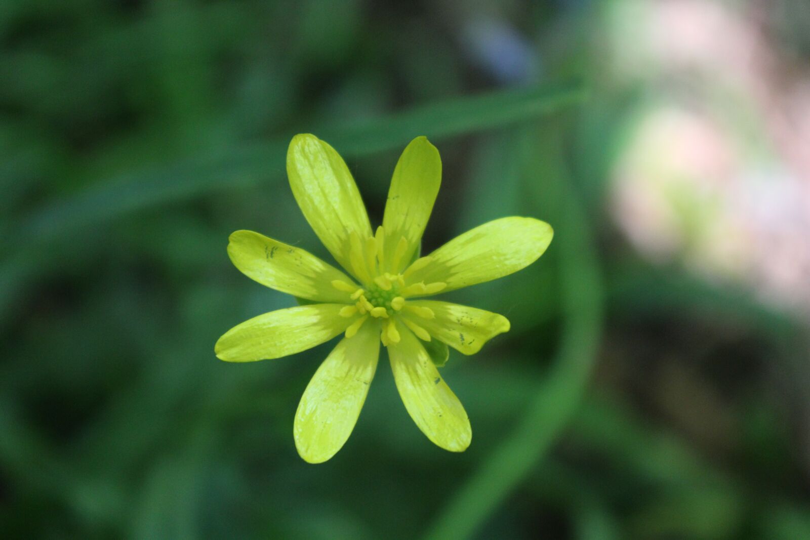 Canon EOS 1200D (EOS Rebel T5 / EOS Kiss X70 / EOS Hi) sample photo. Flower, yellow, nature photography