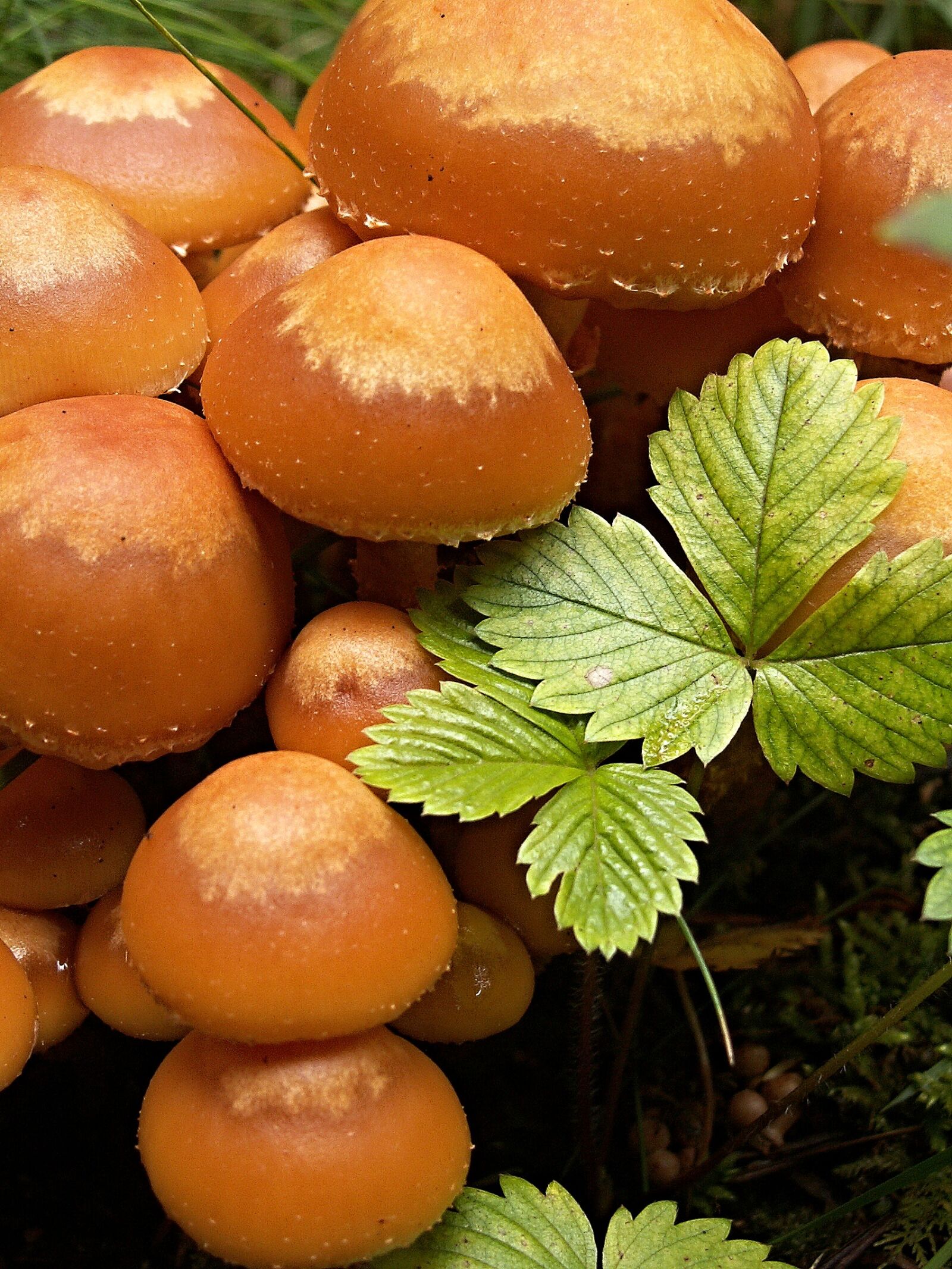 KONICA MINOLTA DiMAGE Z3 sample photo. Mushrooms, macro, jahodiní photography