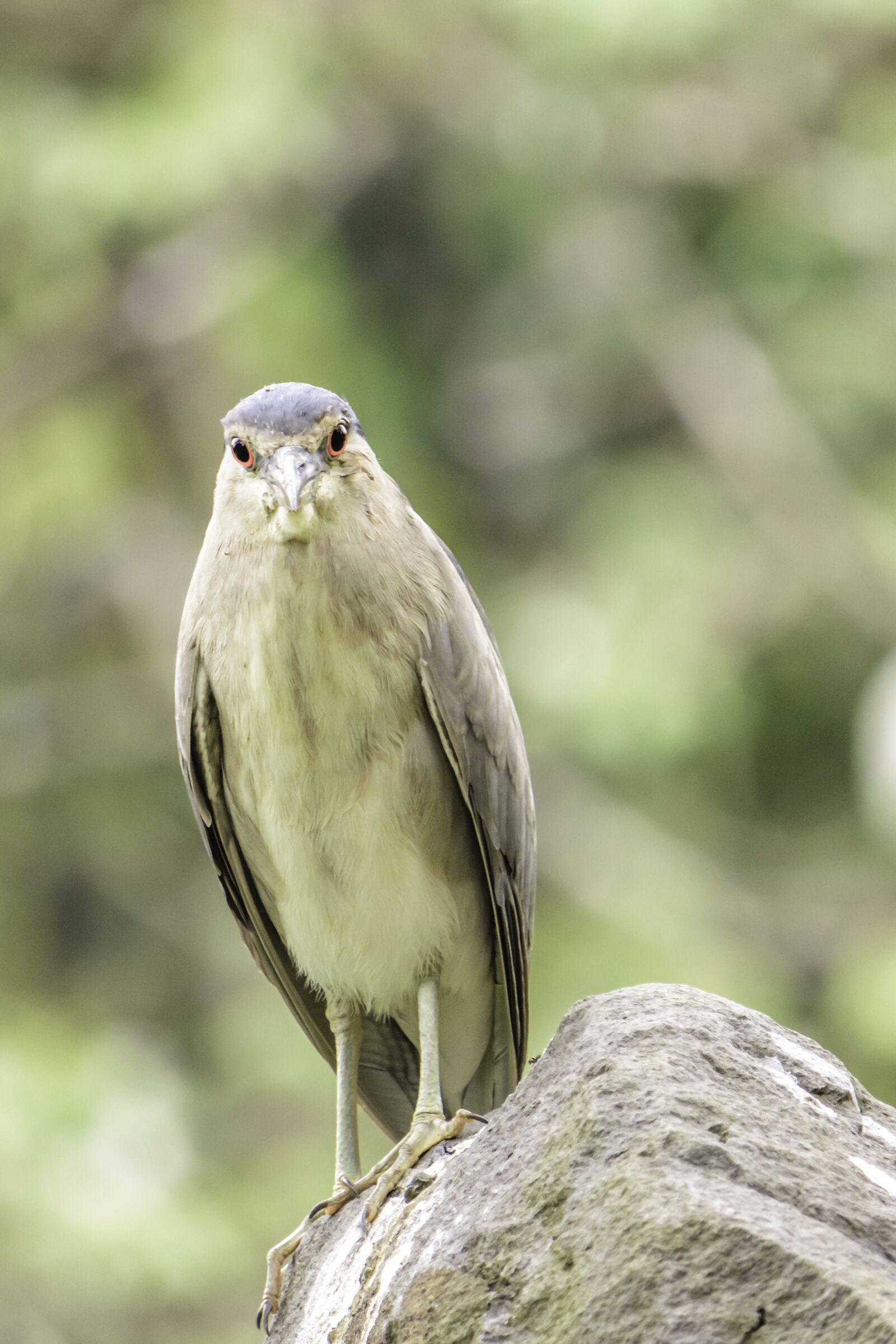 Nikon D5500 sample photo. Heron, bird, wild photography