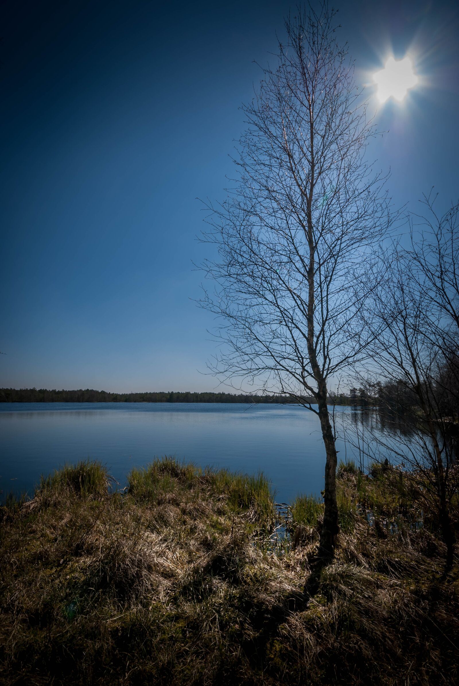 Nikon D60 sample photo. Bare tree, lake, water photography