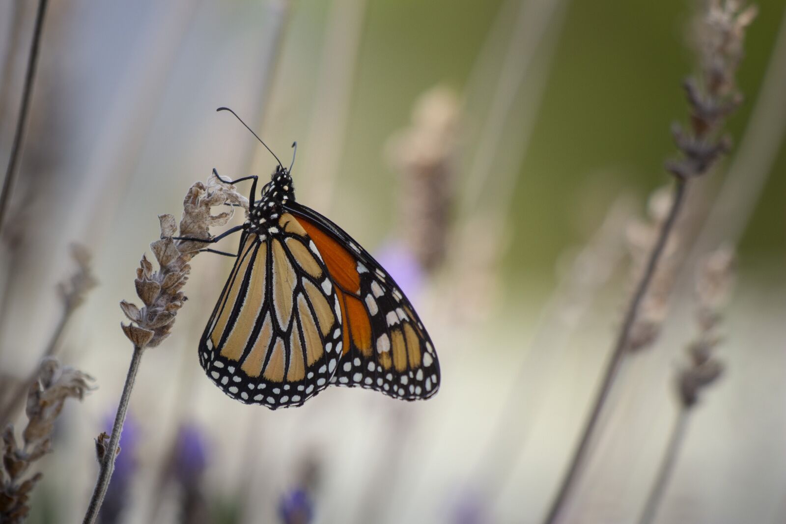 Canon EF 70-300 F4-5.6 IS II USM sample photo. Butterfly, monarch, wings photography