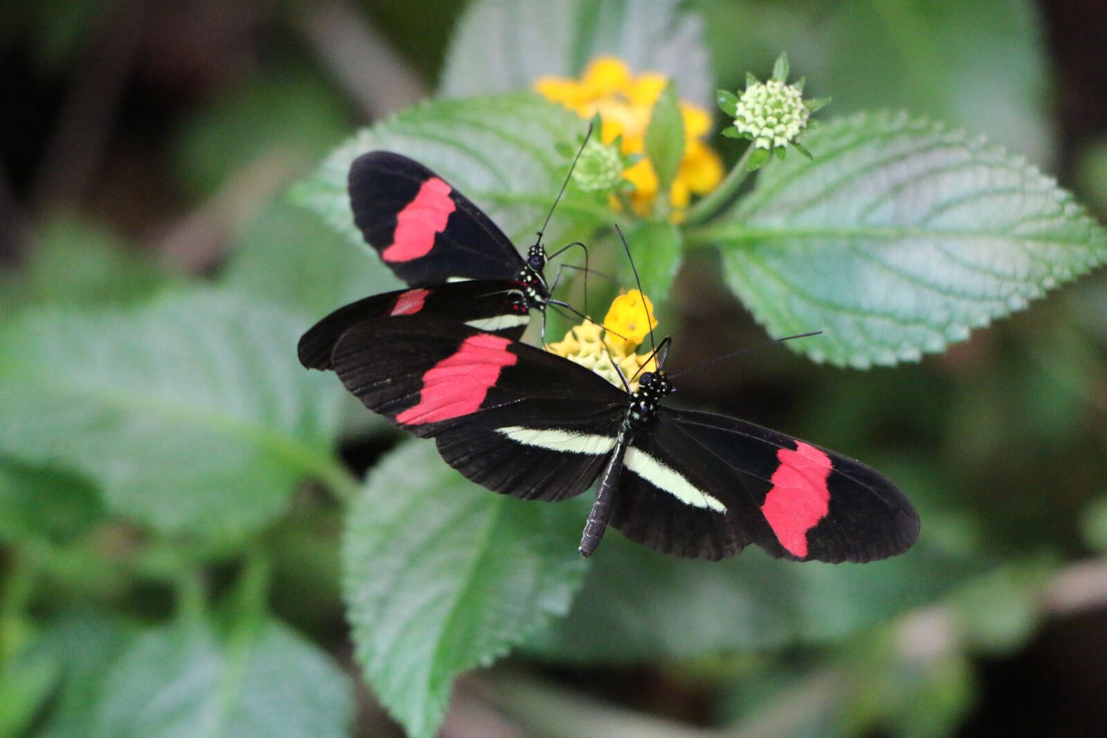 Canon EOS 70D sample photo. Small postbote, butterfly, black photography