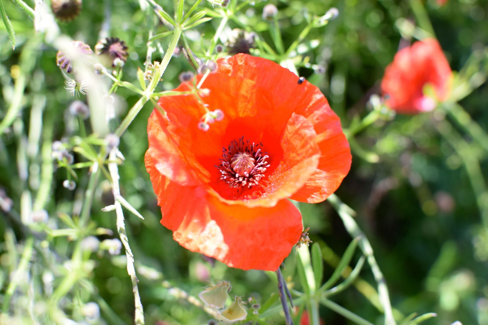 Nikon D5300 sample photo. Poppy, red, red poppy photography
