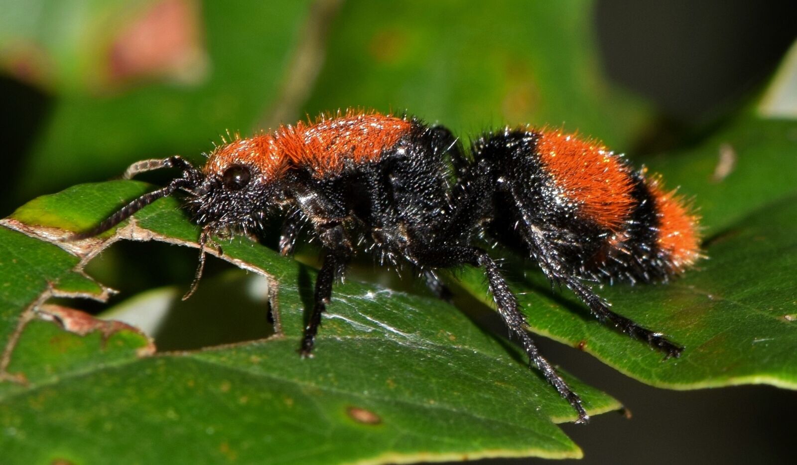 Nikon D5300 sample photo. Wasp, velvet ant, cow photography