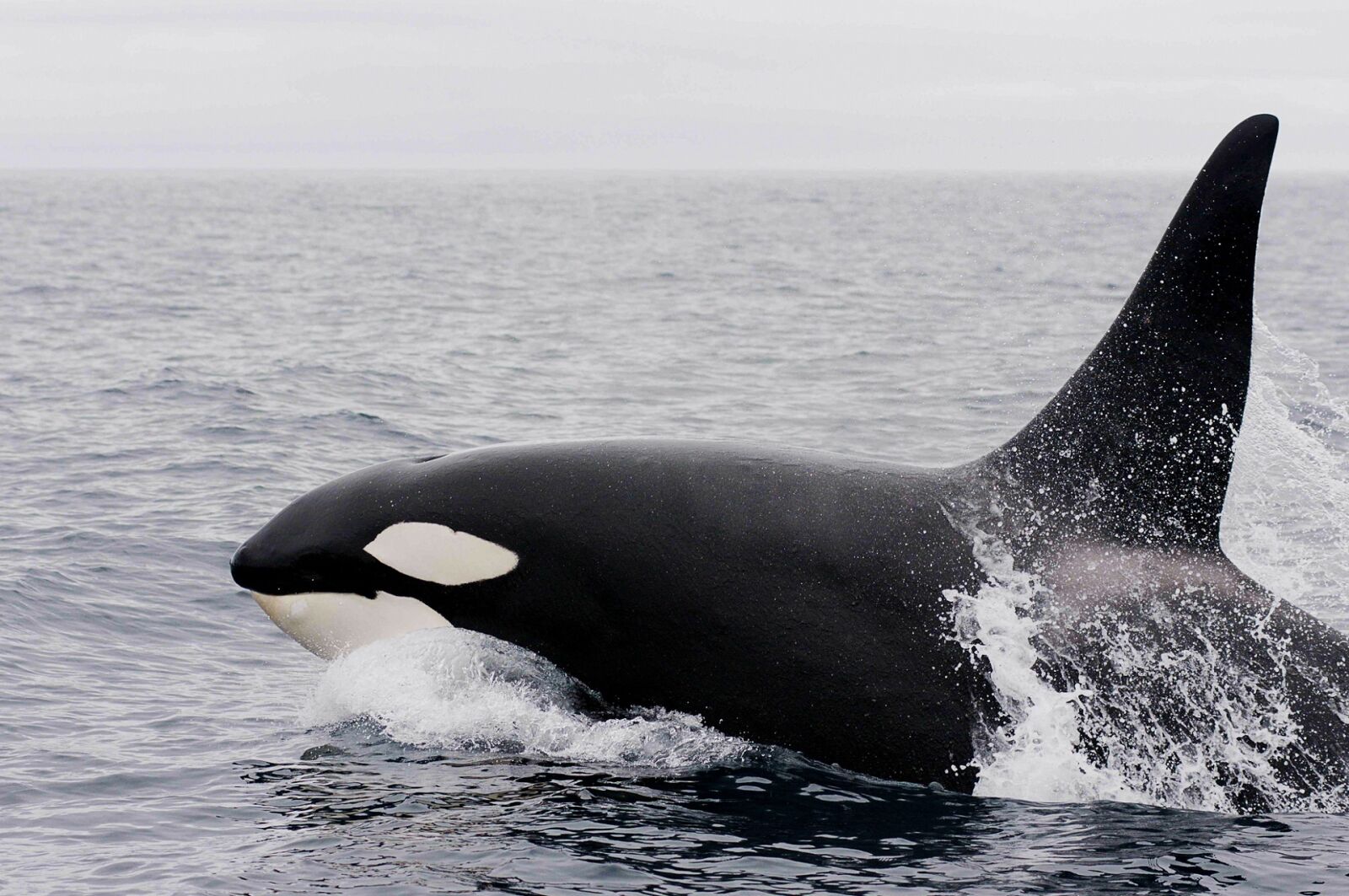 Nikon D300S sample photo. Killer whale, orca, breaching photography