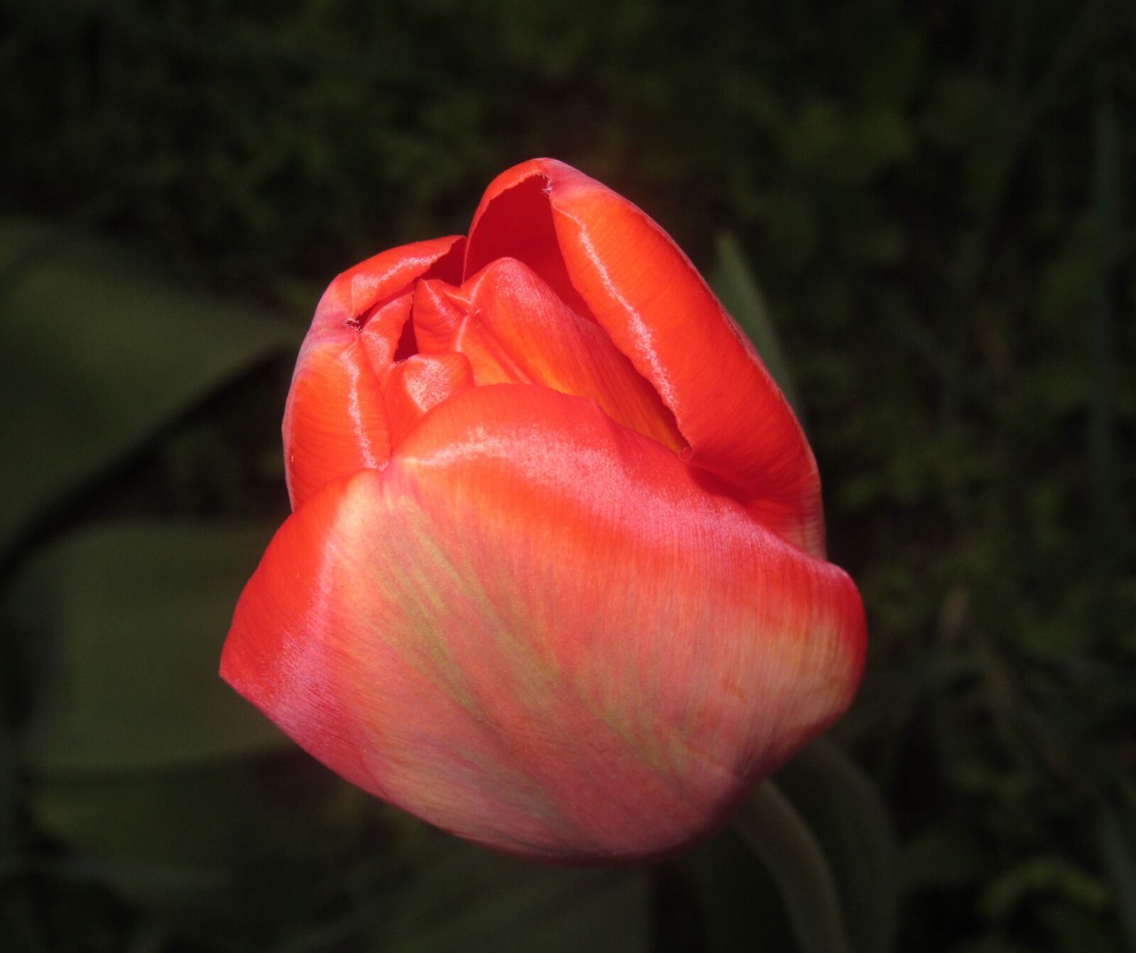 Canon PowerShot SX620 HS sample photo. Flower, tulip, nature photography