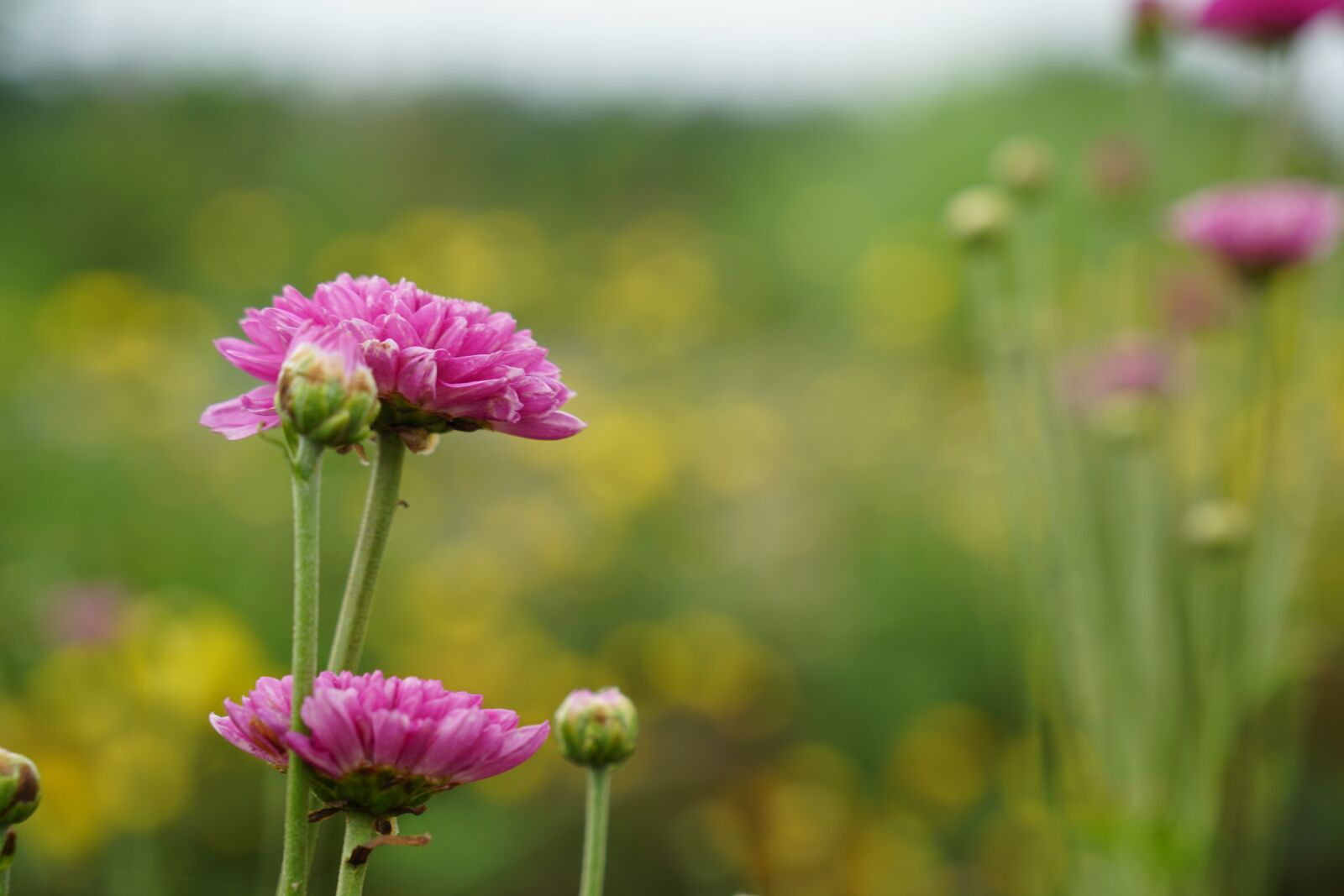 Sony a6300 + Sony Vario-Tessar T* E 16-70mm F4 ZA OSS sample photo. Nature, flower, flora photography