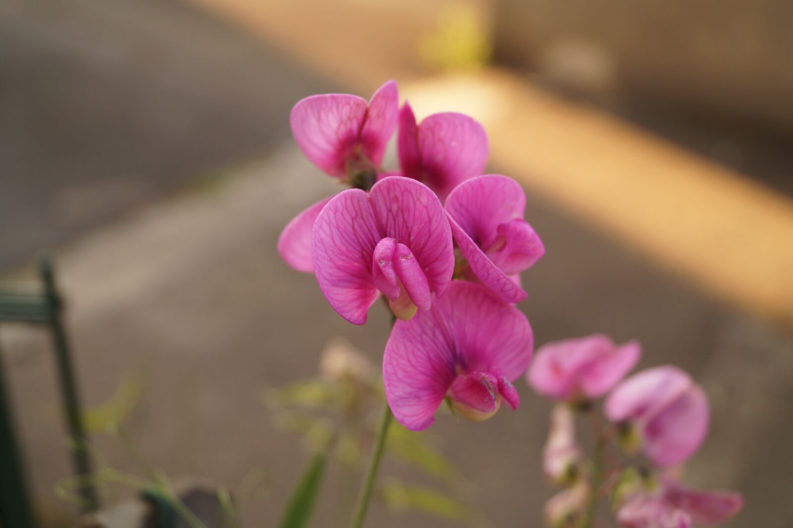 Sony DT 18-55mm F3.5-5.6 SAM II sample photo. Flower, blossom, bloom photography