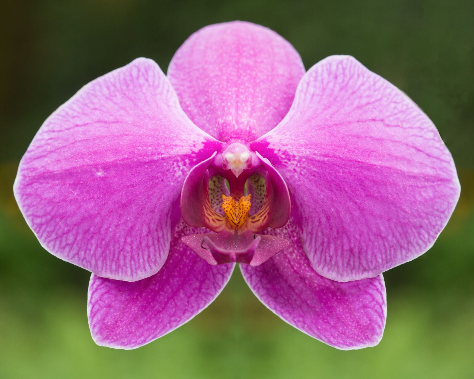 Canon EF 100mm F2.8 Macro USM sample photo. Orchid, flower, flora photography