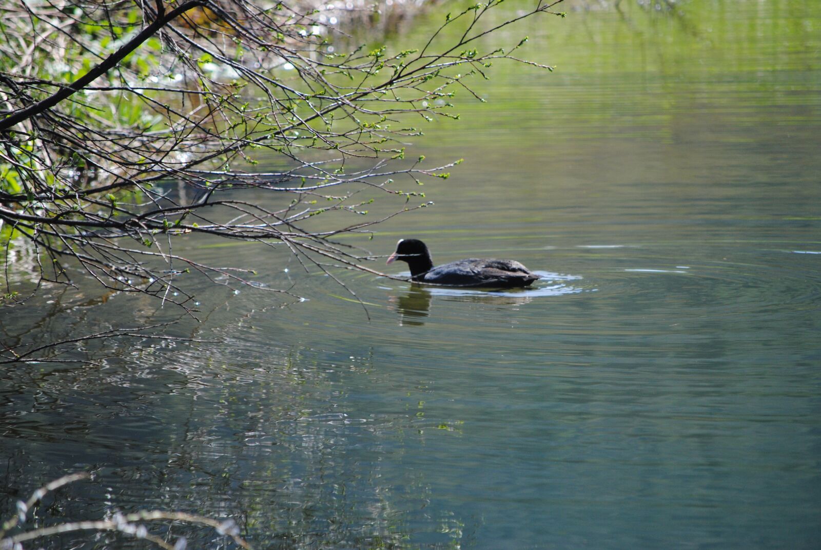 Nikon D3000 sample photo. Lonely, alone, swim photography