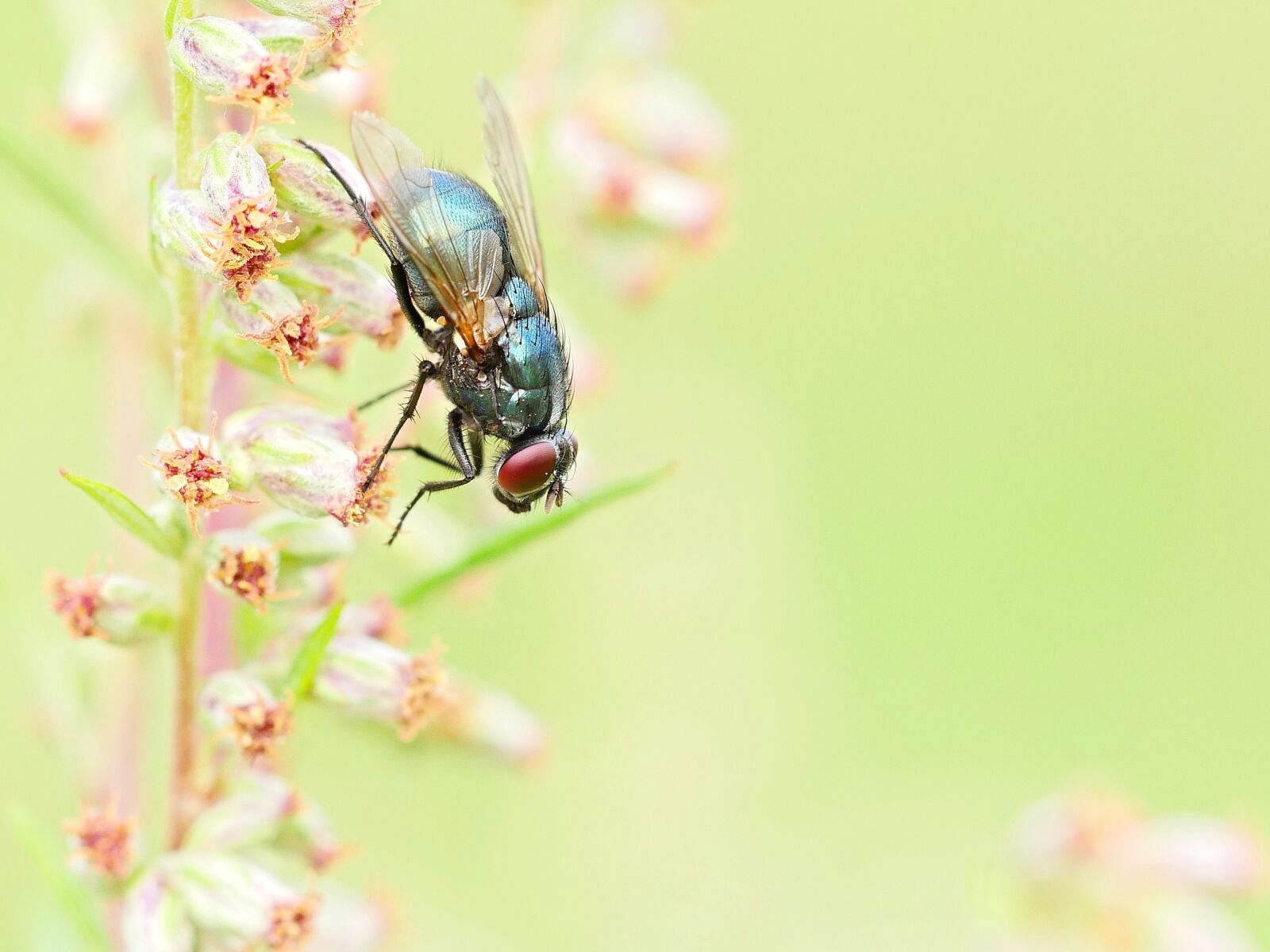 Panasonic Lumix DMC-GX8 sample photo. Nature, insect, animal photography