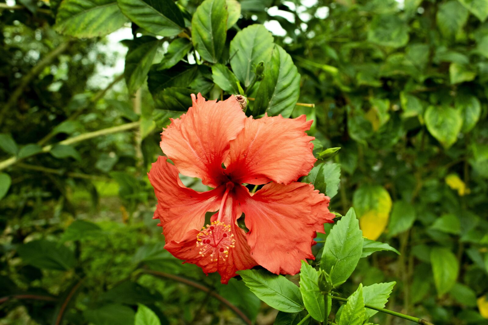 Canon EOS 750D (EOS Rebel T6i / EOS Kiss X8i) sample photo. Flowers, nature, red flower photography