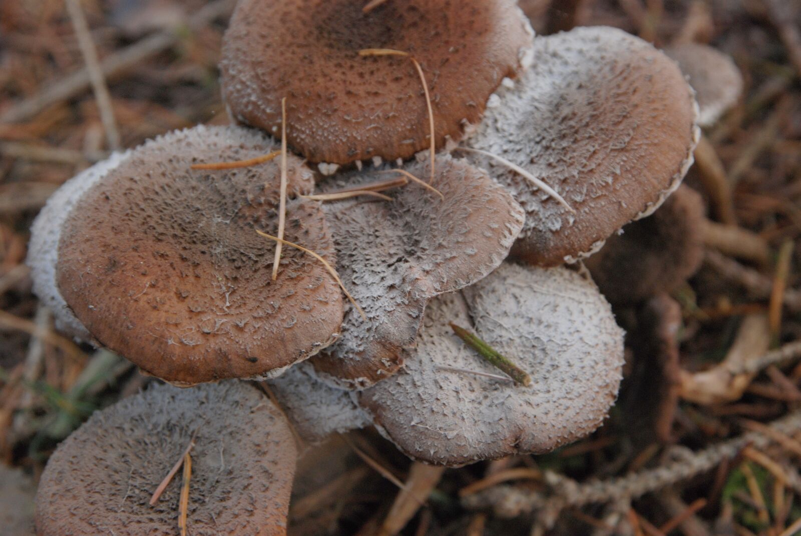 Nikon D80 sample photo. Mushroom, autumn, brown photography