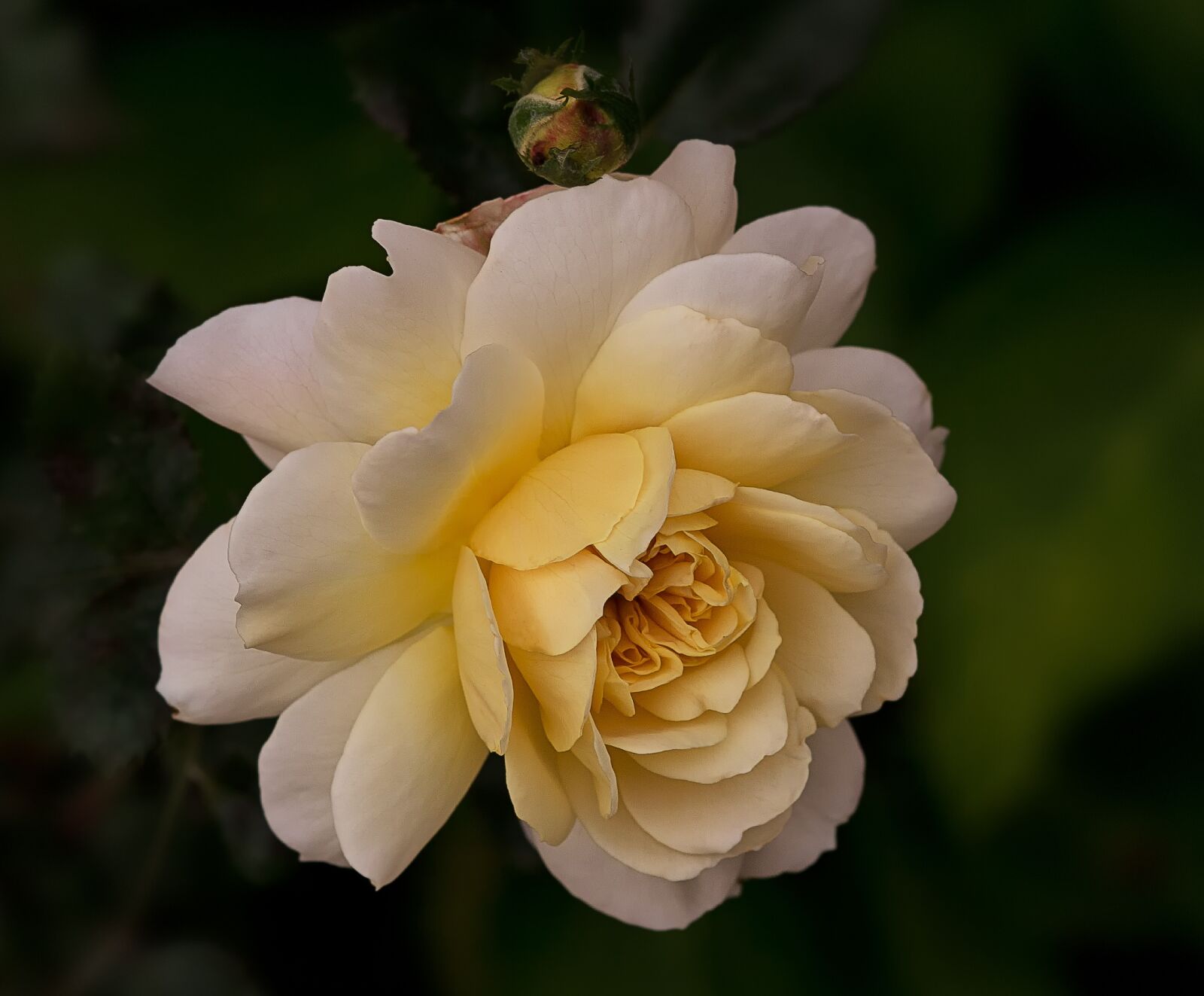 Canon EOS 60D sample photo. Nature, flowers, roses photography