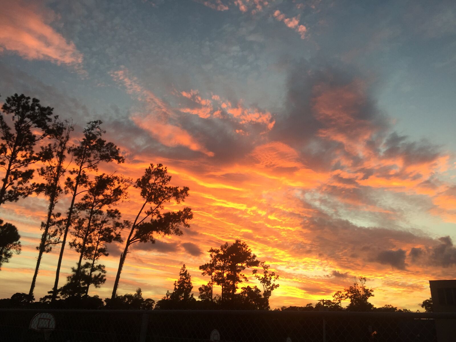 iPhone 6 back camera 4.15mm f/2.2 sample photo. Skies, trees, dawn photography