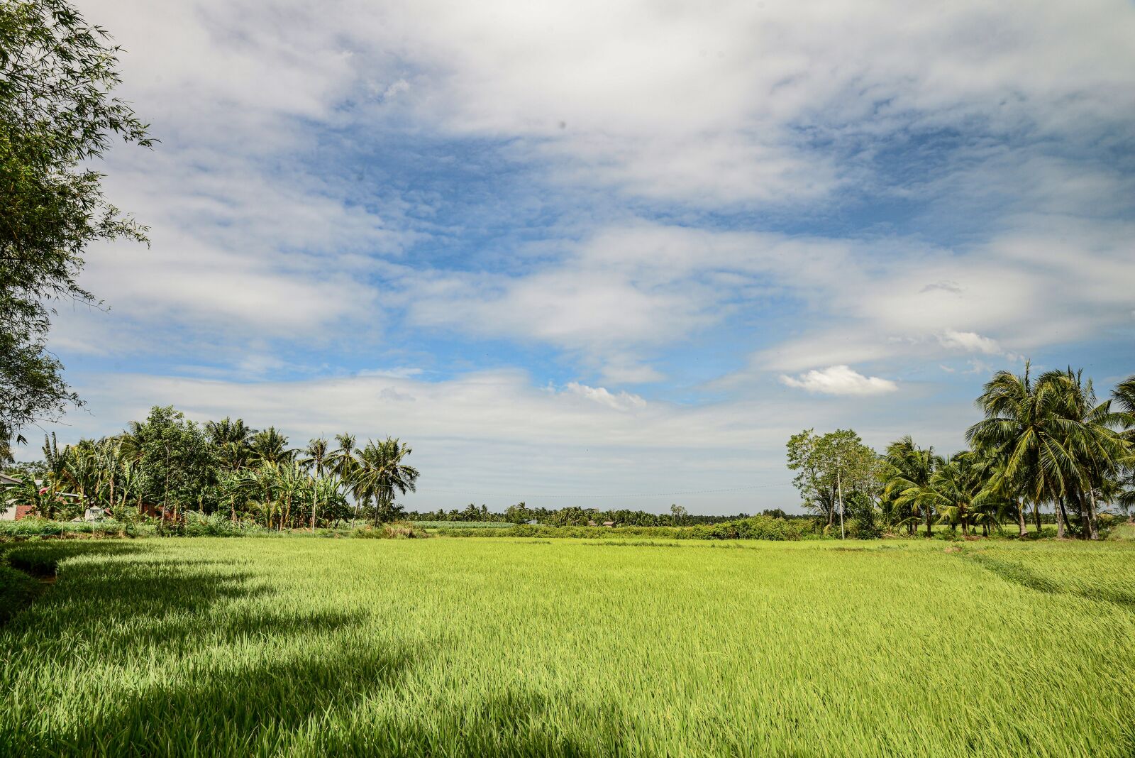 Nikon D610 sample photo. Rice field, ben tre photography
