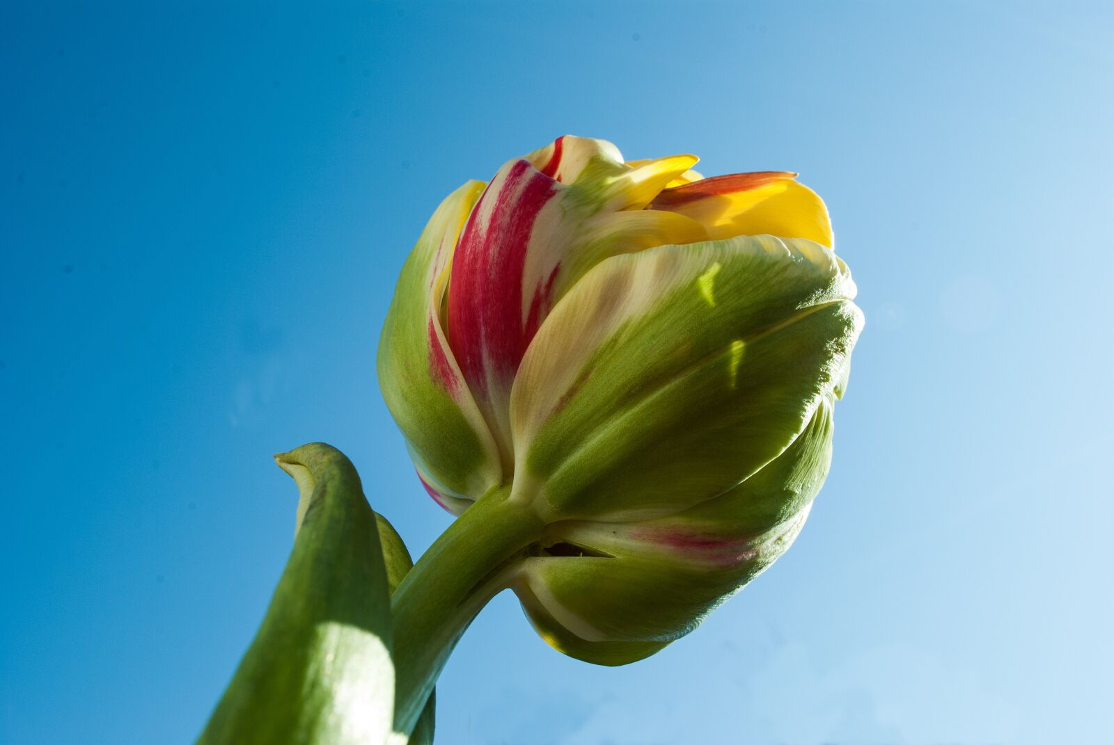 Nikon D3000 sample photo. Tulip, bol, tulips photography