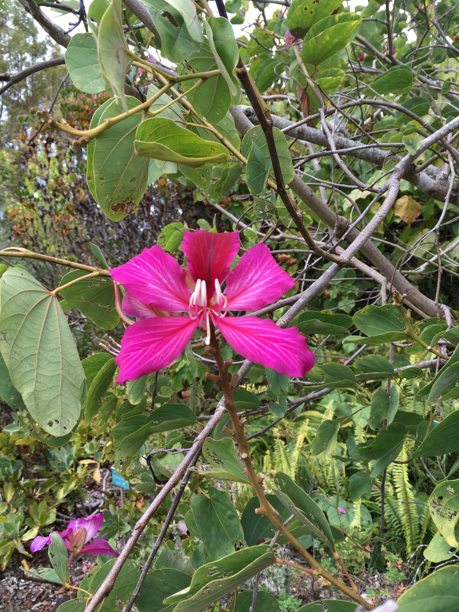 iPhone SE back camera 4.15mm f/2.2 sample photo. Flower, pink, flower, purple photography