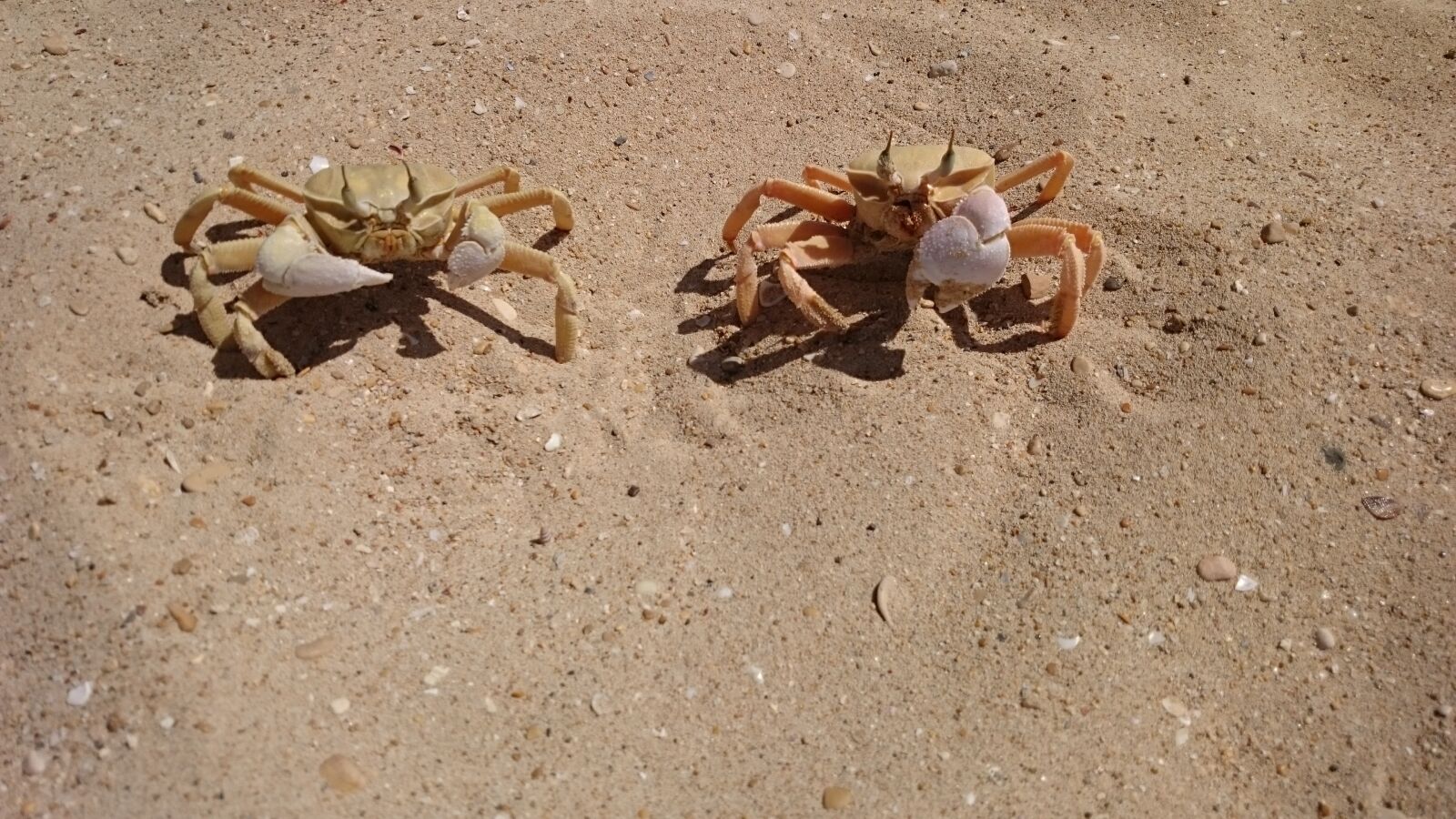 Sony Xperia Z2 sample photo. Lobster, sand, beach photography