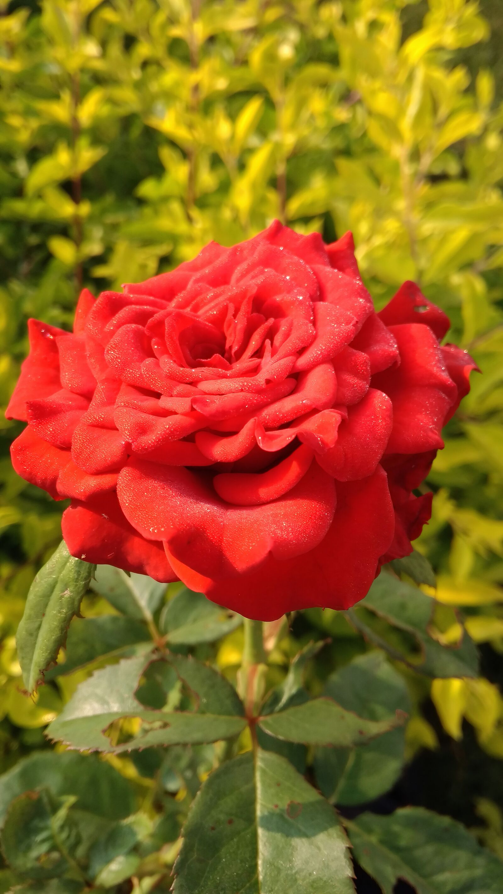 Xiaomi Redmi 4A sample photo. Flower, rose flower, natural photography