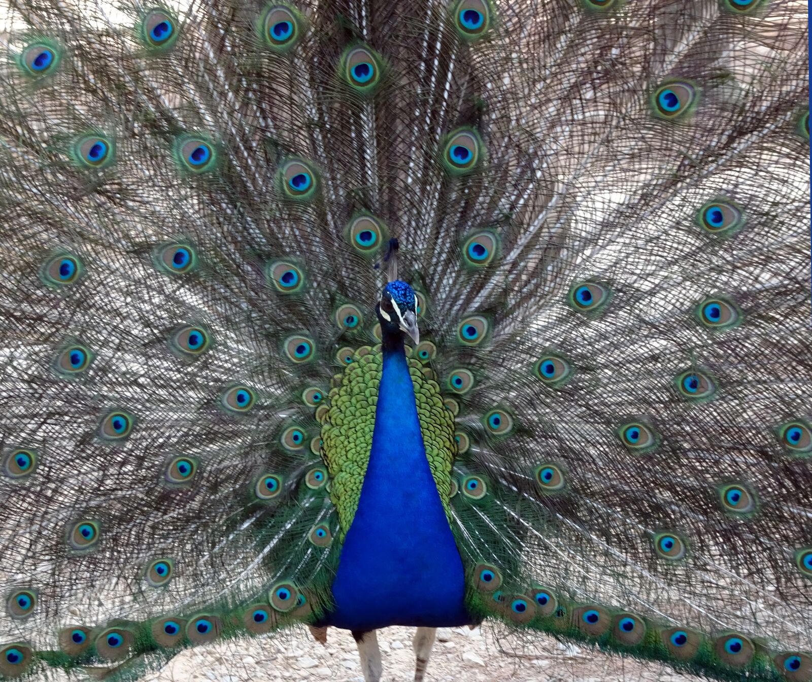 Sony DSC-HX90 sample photo. Peacock, bird, animals photography