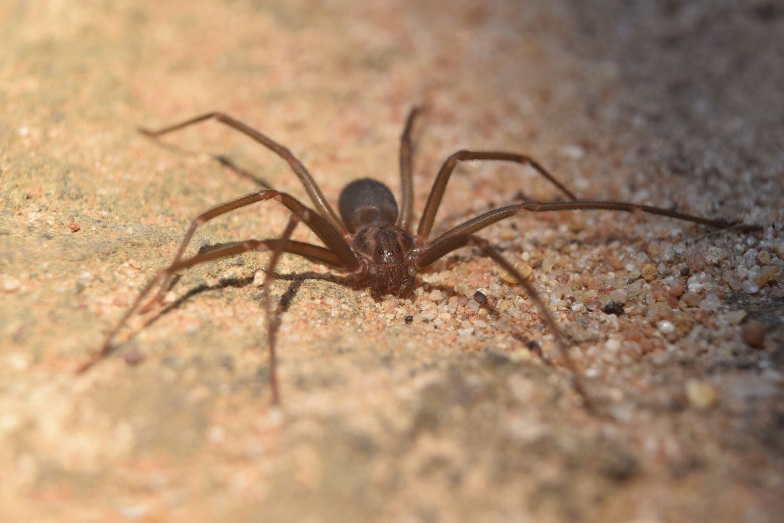 Nikon D5300 sample photo. Spider, insect, arachnid photography
