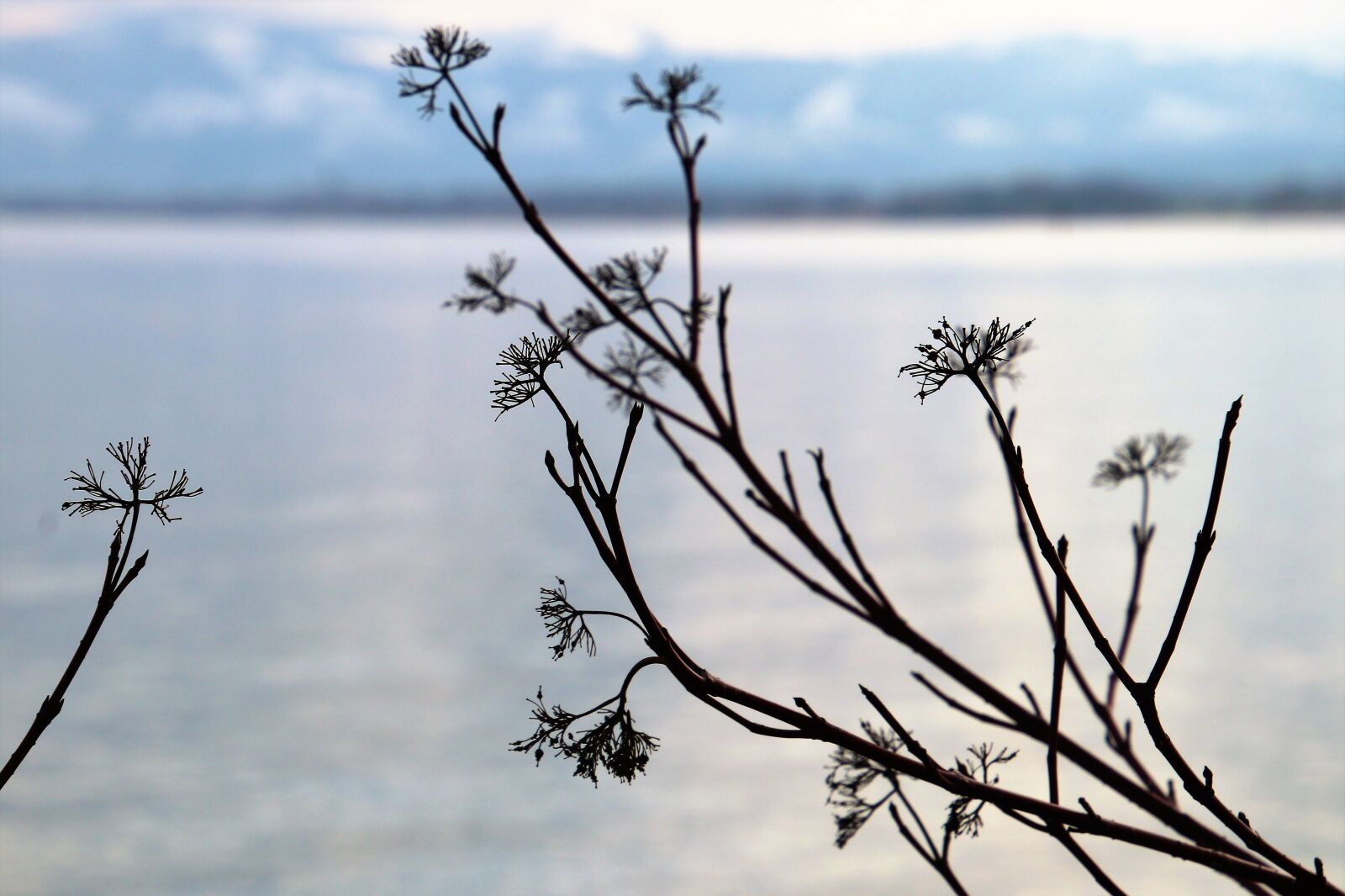 Canon EOS 80D sample photo. Nature, tree, sky photography