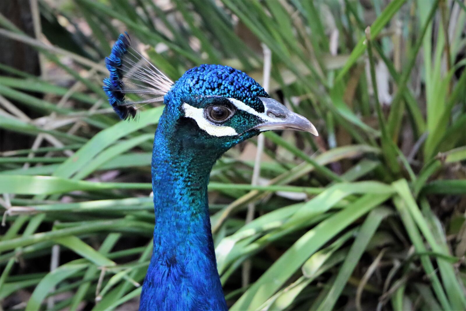 Canon EF-S 18-135mm F3.5-5.6 IS USM sample photo. Vibrant, peacock, male photography
