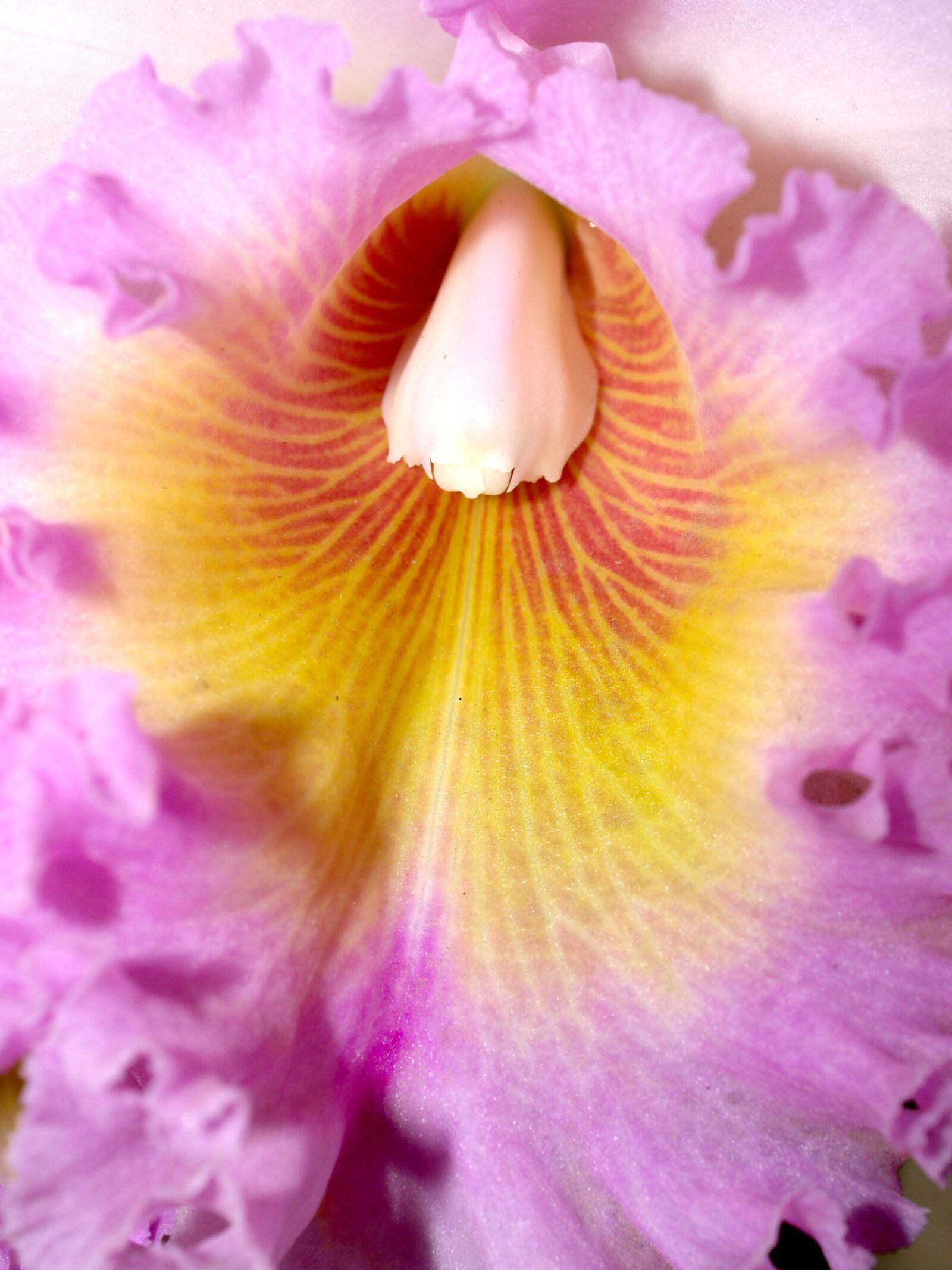 Olympus E-300 (EVOLT E-300) sample photo. Orchid, flower, bright photography