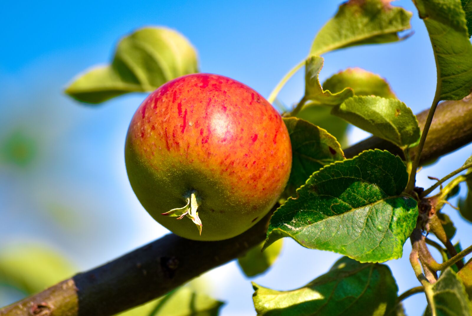 Nikon D5600 sample photo. Agriculture, apple juice, apple photography