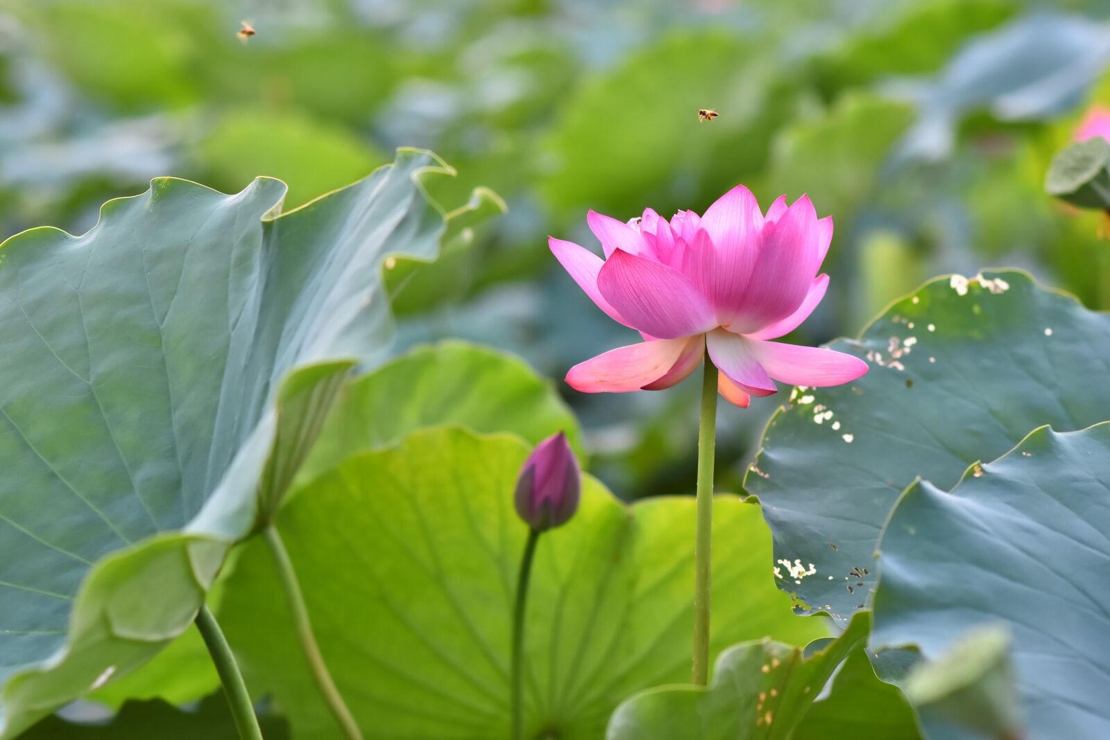 Nikon D7200 sample photo. Lotus flowers, pink, blooming photography