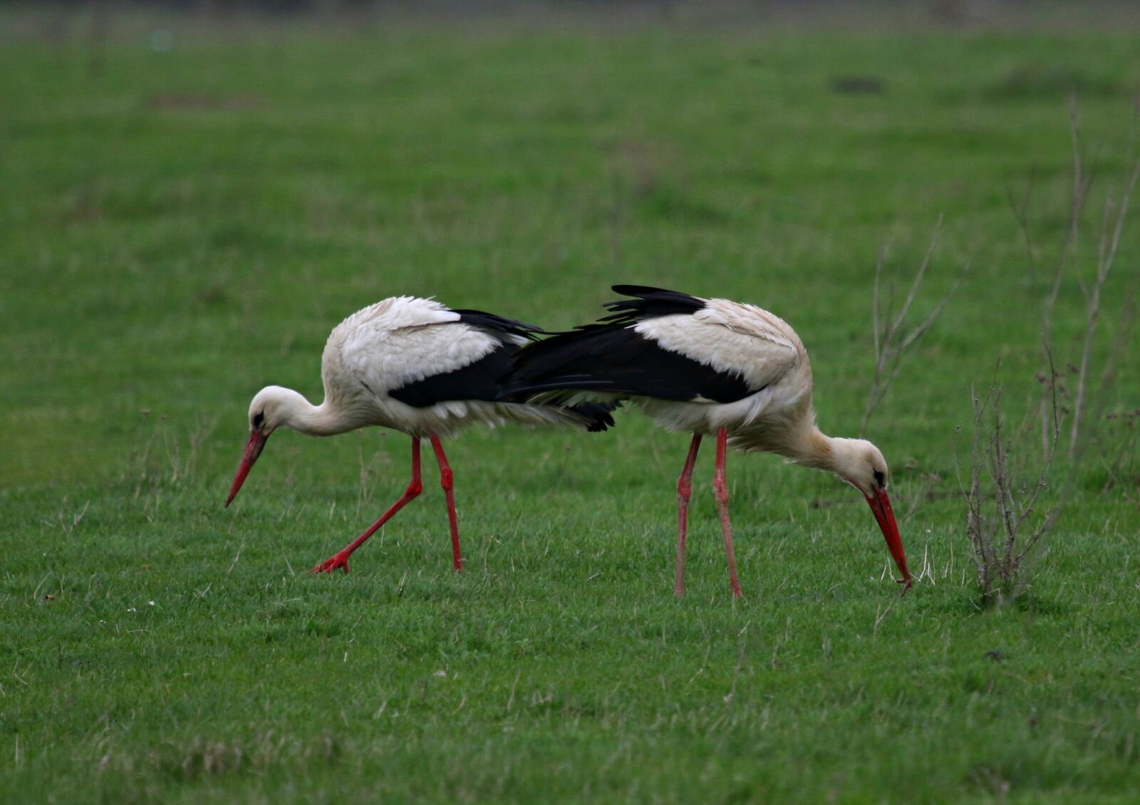 Canon EOS 7D Mark II + Canon EF 100-400mm F4.5-5.6L IS USM sample photo. Stork, pair, birds photography