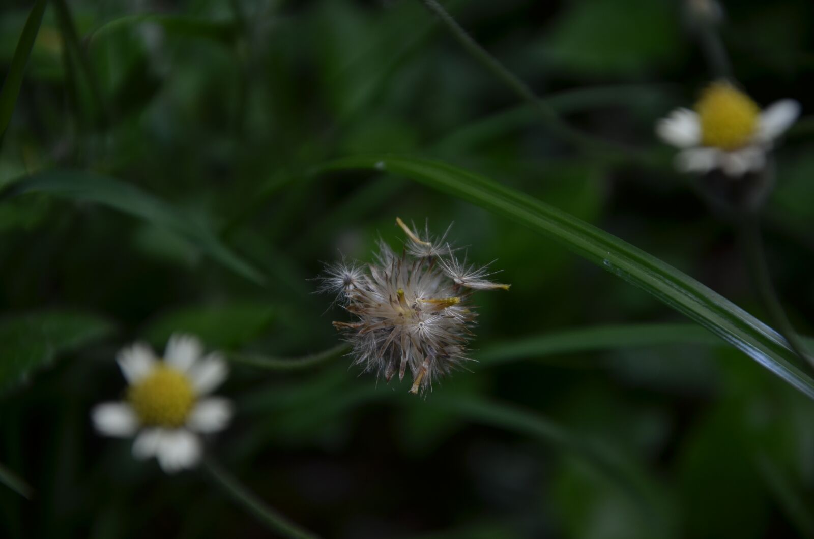 Nikon D7000 sample photo. Flor, seca, sheet photography