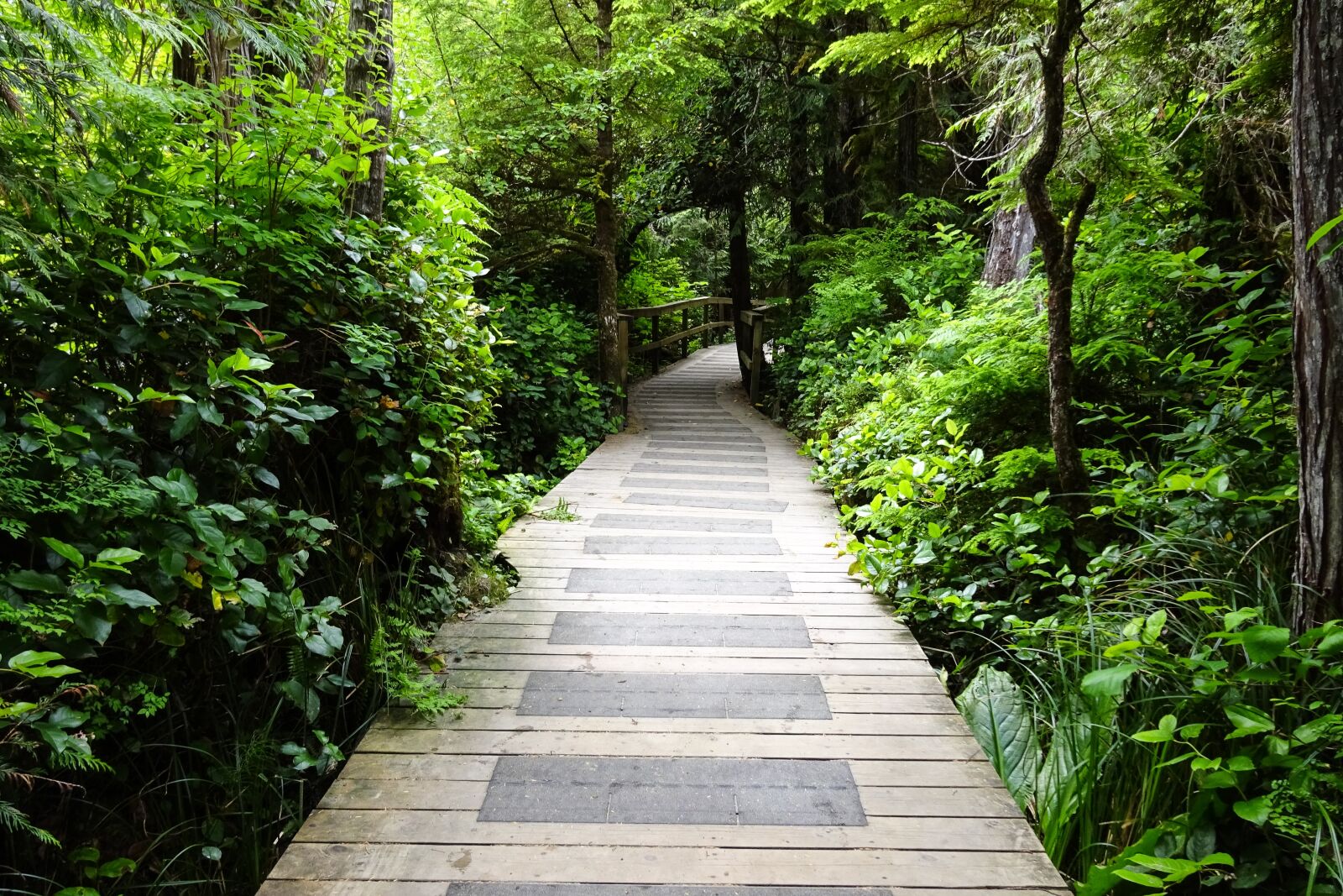 Nikon D3200 sample photo. Forest, path, nature photography