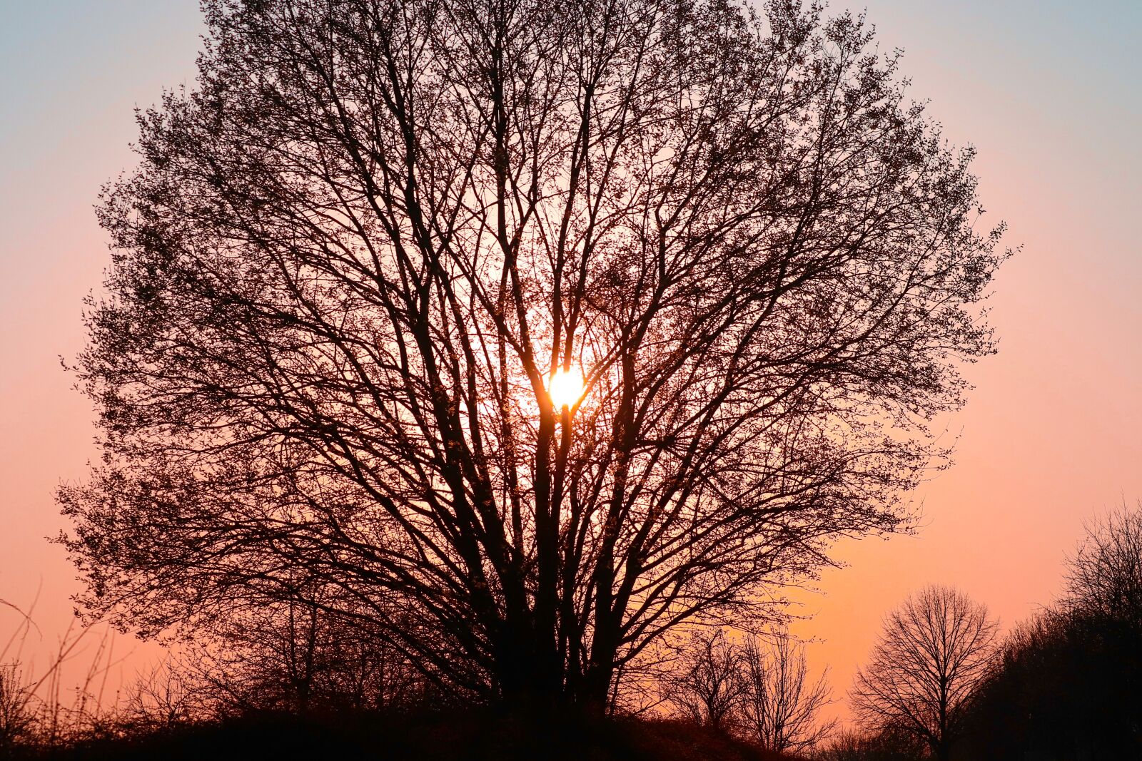 Canon EOS 200D (EOS Rebel SL2 / EOS Kiss X9) sample photo. Tree, silhouette, kahl photography