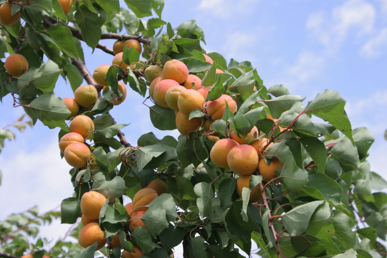 Canon EOS 300D (EOS Digital Rebel / EOS Kiss Digital) sample photo. Apricot, fruit, tree photography