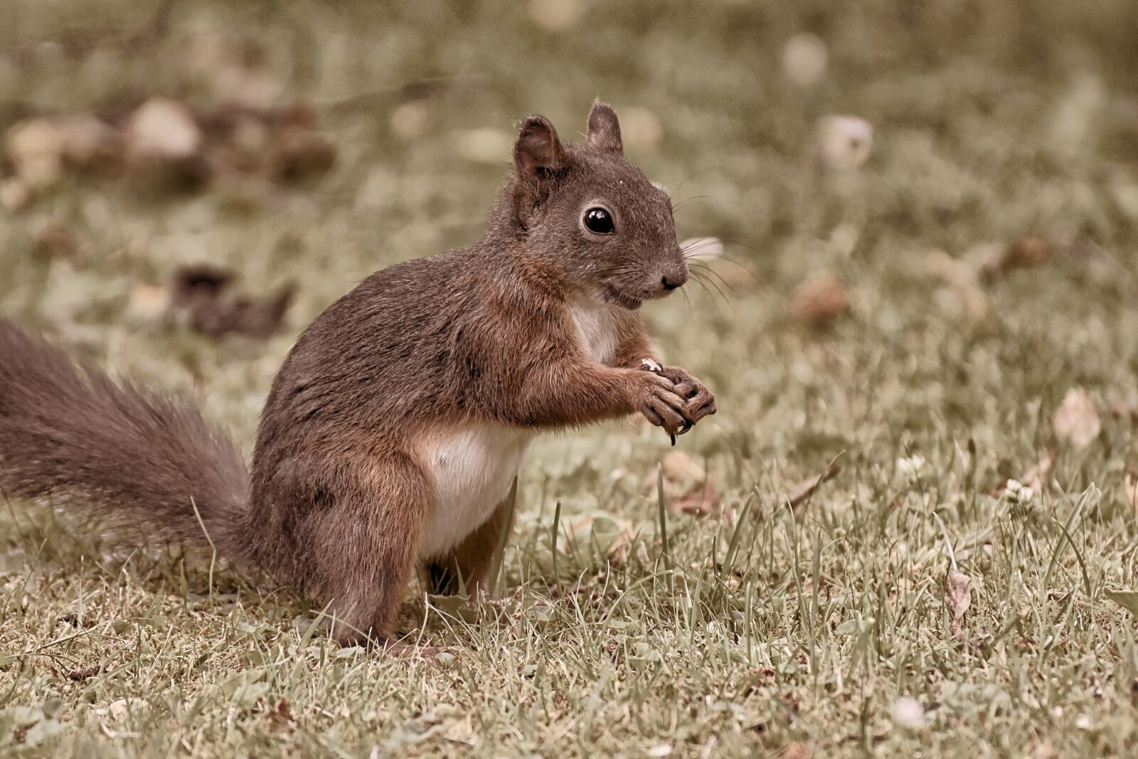 Nikon D7200 sample photo. Squirrel, nager, animal photography