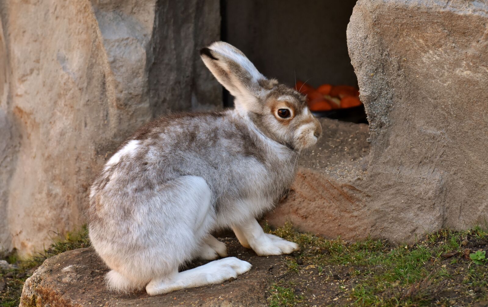 Nikon D7200 sample photo. Schneehase, cute, zoo photography